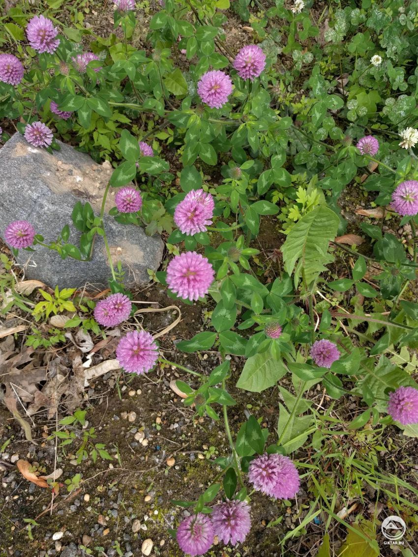 Может кто-нибудь сказать мне, что это?