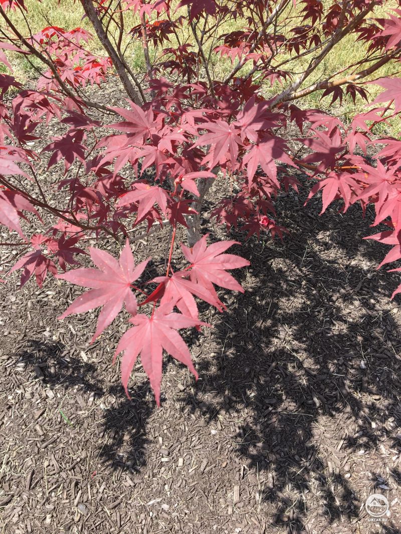 Японский клен. Бонсай