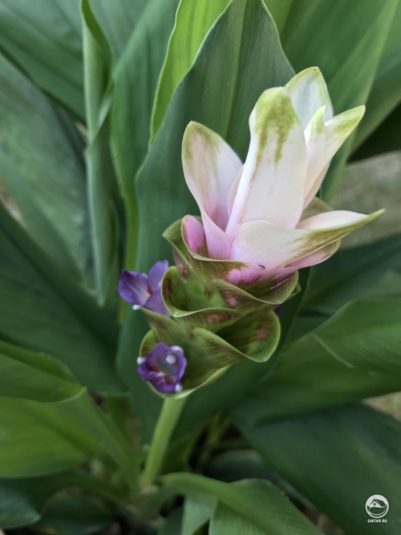 Выросла куркума , у нее очень интересные цветы