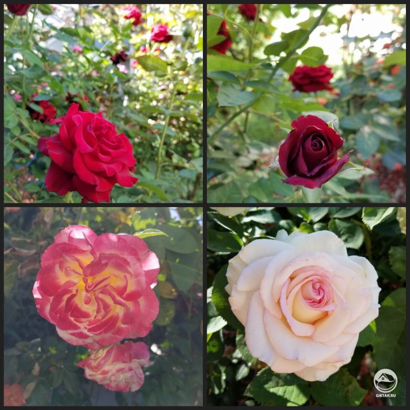 Мои розы зацвели сегодня