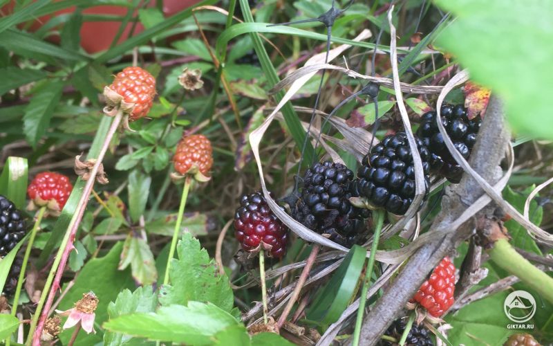 Ежевика с плодами