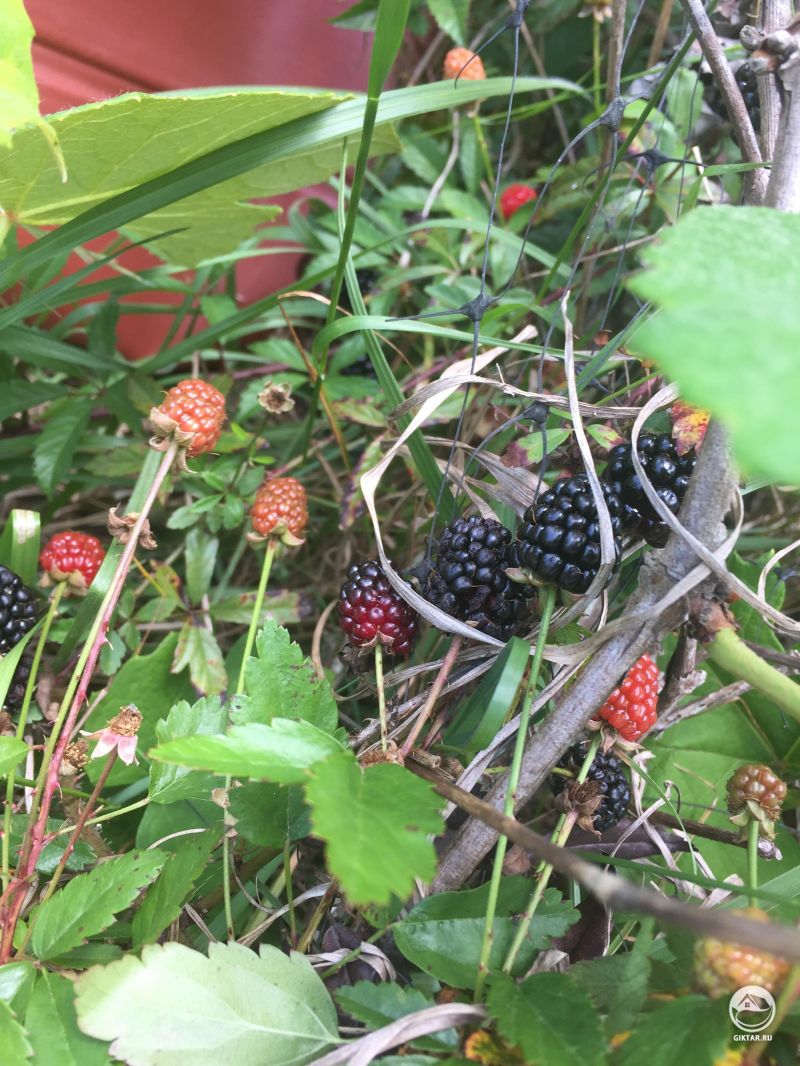 Ежевика с плодами