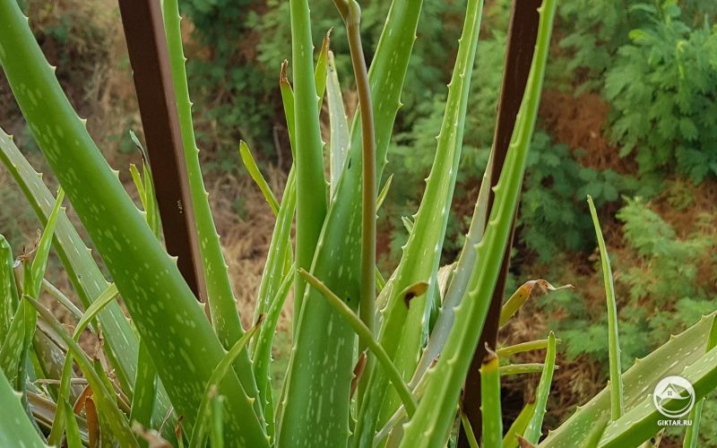 Мое Алоэ Вера наконец выпустило первый цветок!