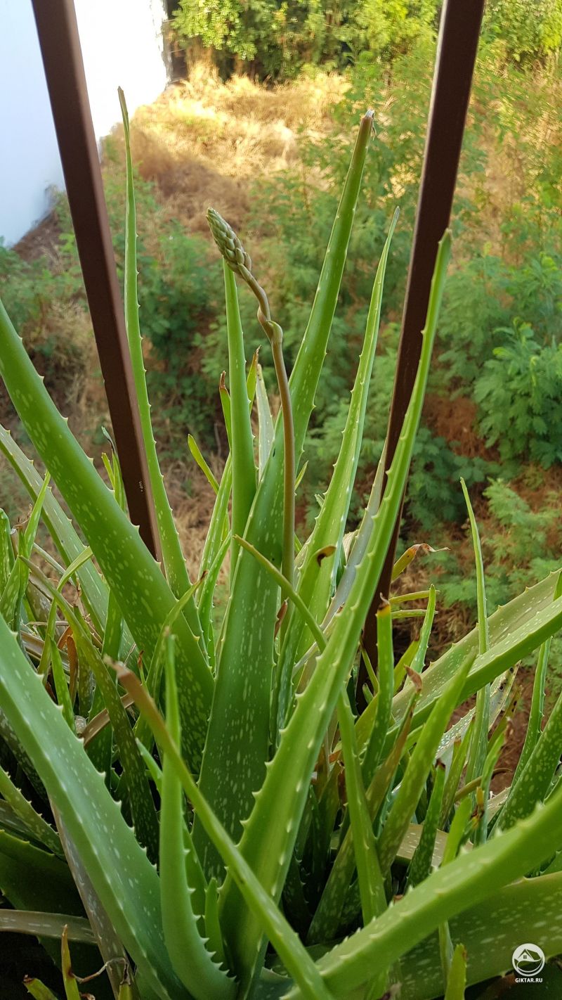Мое Алоэ Вера наконец выпустило первый цветок!