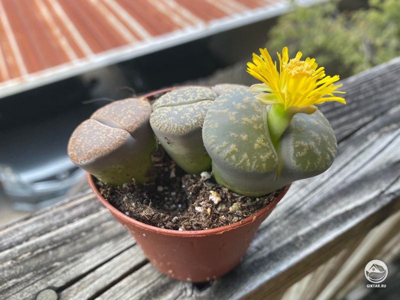 Цветущие литопсы