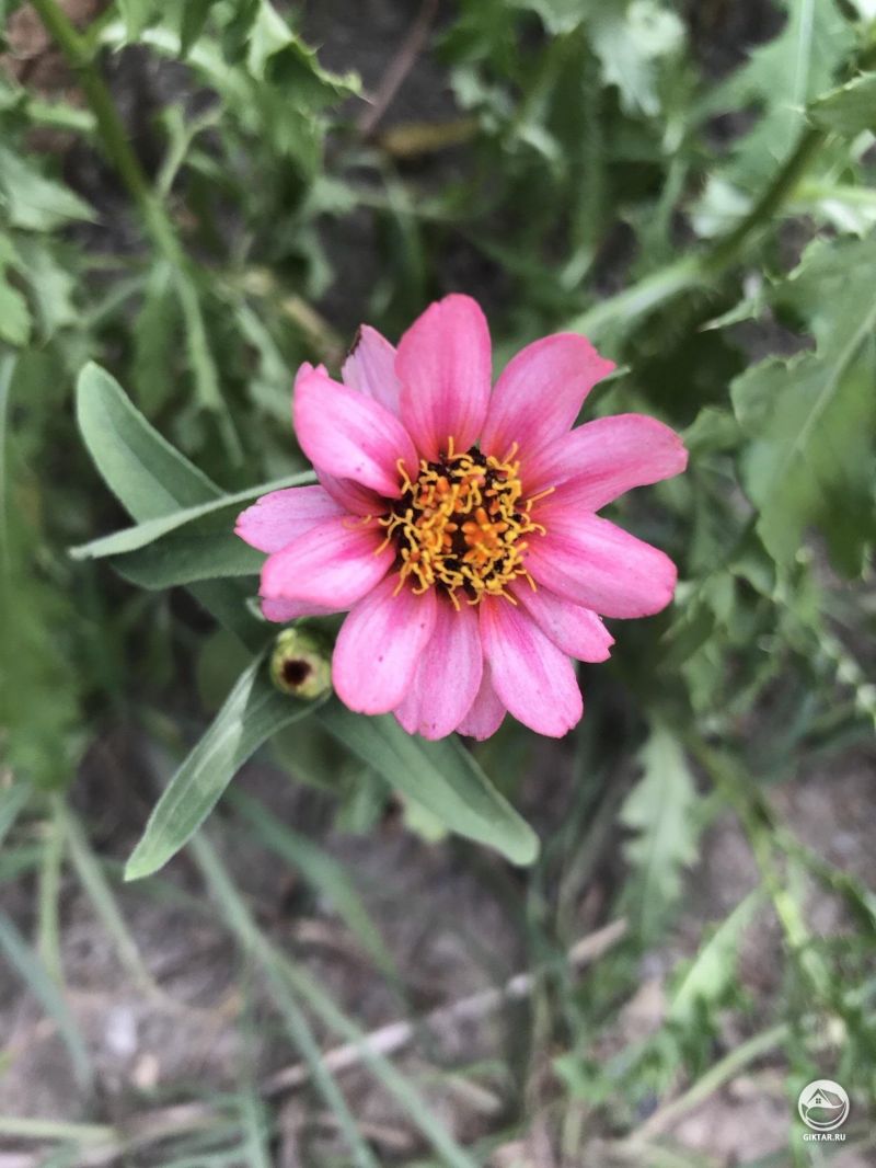 Цветок цветет ради собственного удовольствия. - Оскар Уайльд