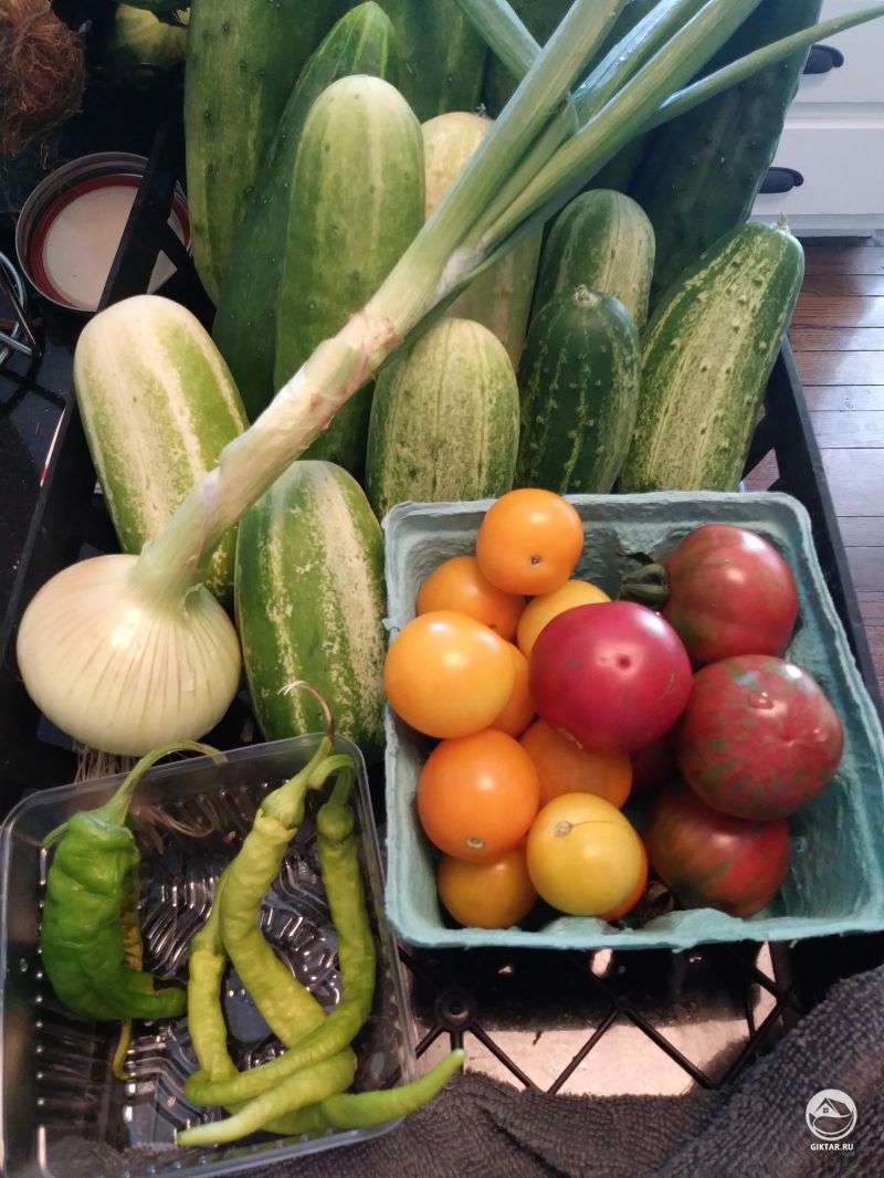 Люблю, когда в огороде все созревает и сияет разными оттенками красного, желтого, зеленого:)