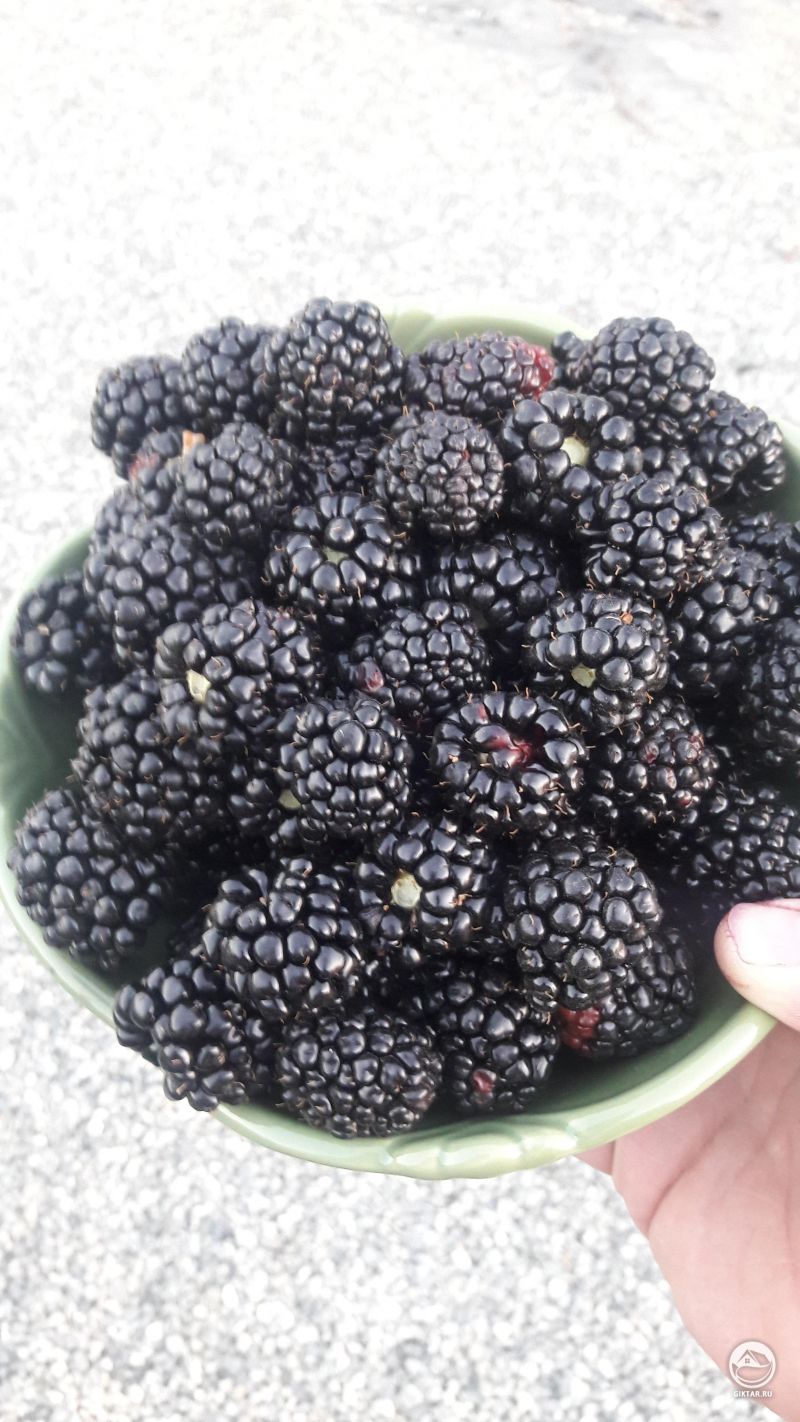 Насобирали ежевики на сегодня. Немного сложили в морозилку. Теперь нужно научиться делать варенье.