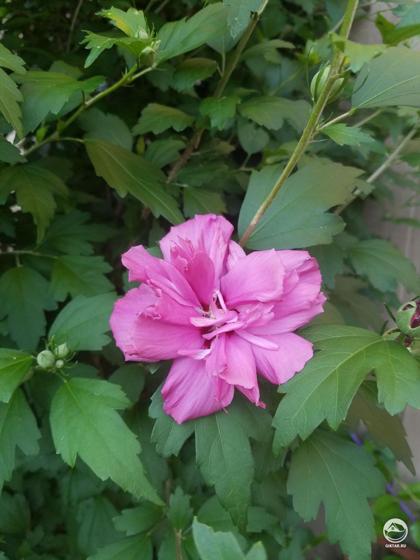 Может кто-нибудь помочь опознать растение?