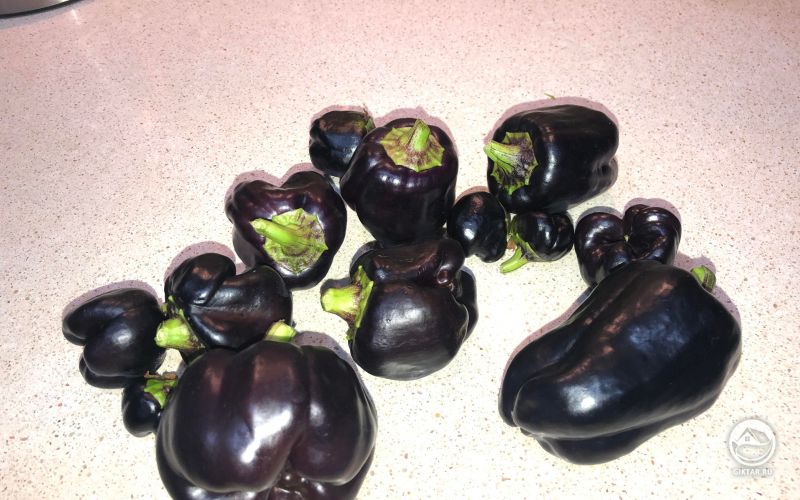 Болгарский перец фиолетово-черного цвета