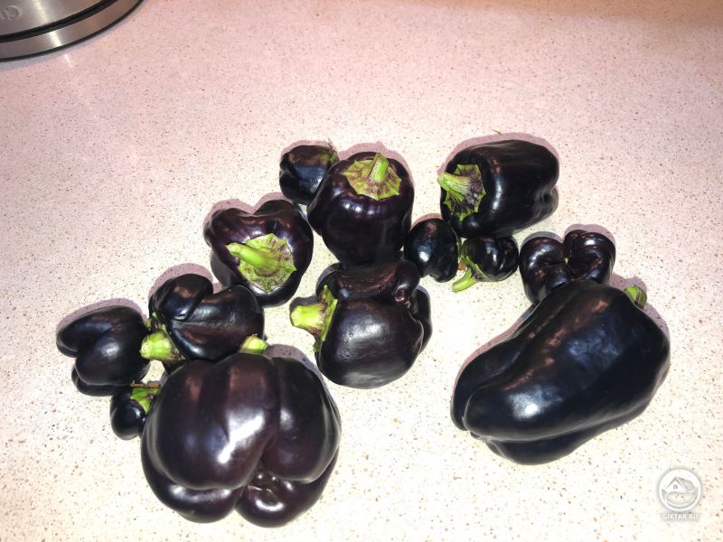Болгарский перец фиолетово-черного цвета