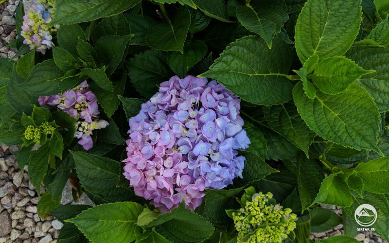 Красочные Гортензии