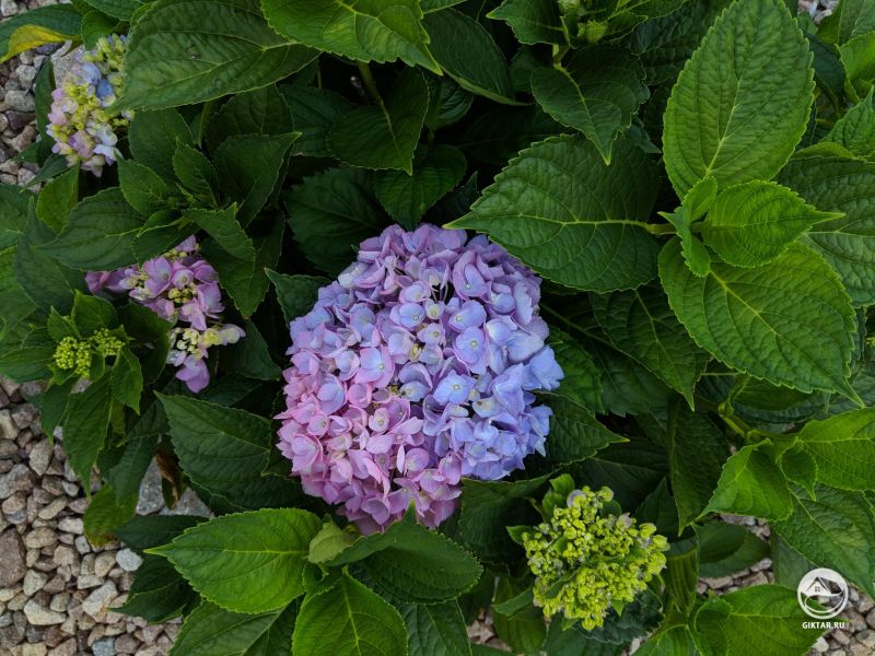 Красочные Гортензии