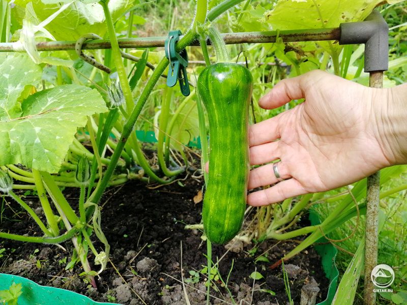 Тыква или цукини?