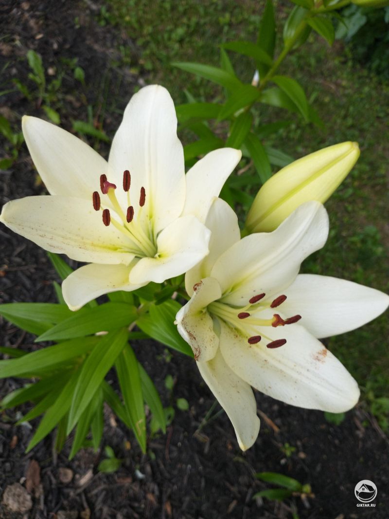 Белые лилии