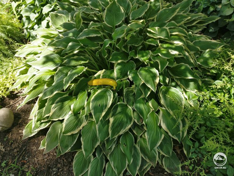 Моя гигантская хоста (банан для масштаба)