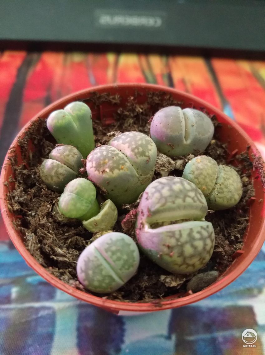 Как мне заботиться о моих новых суккулентах ?