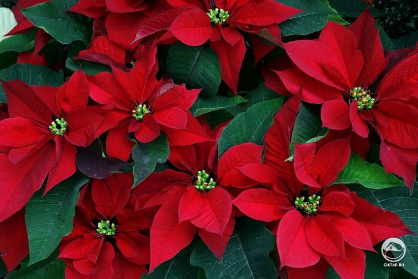 Пуансеттия или Рождественская звезда Пуансеттия или Рождественская звезда.