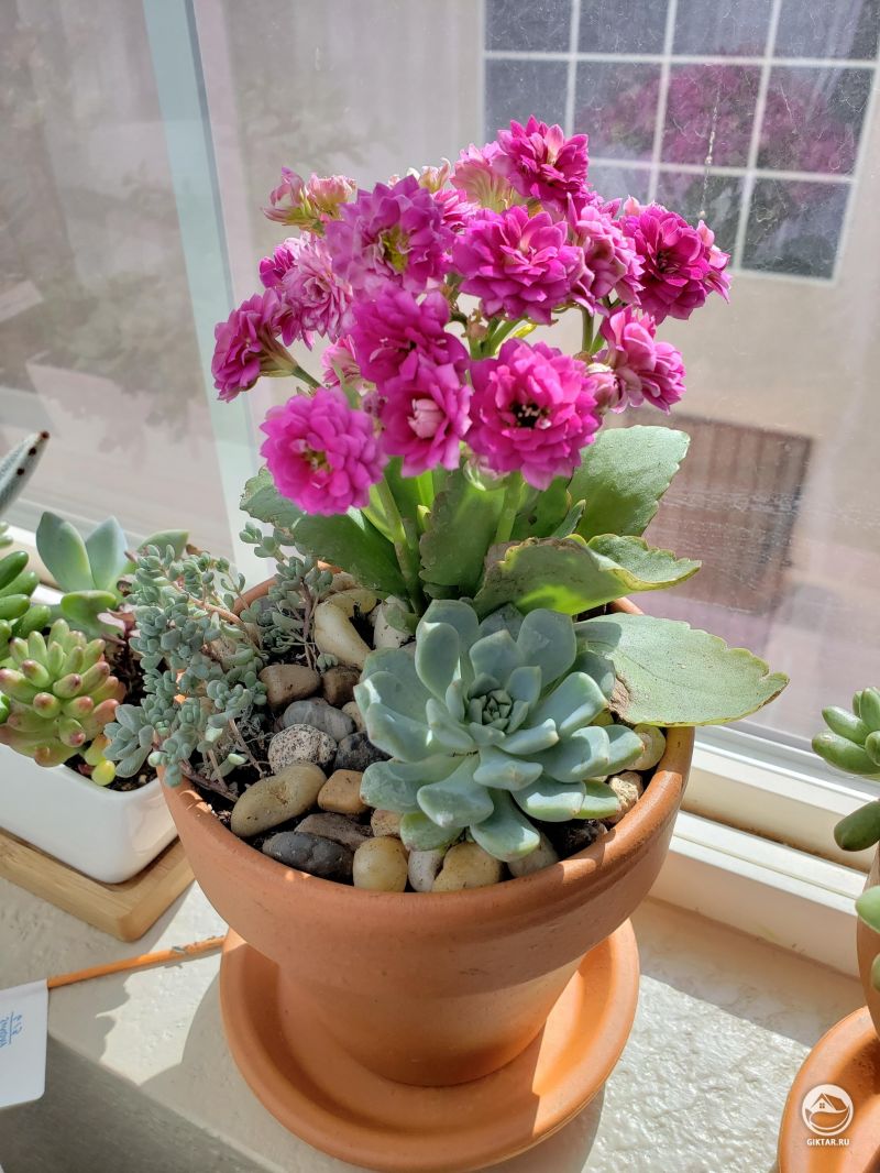 Цветущий каланхоэ Блоссфельда