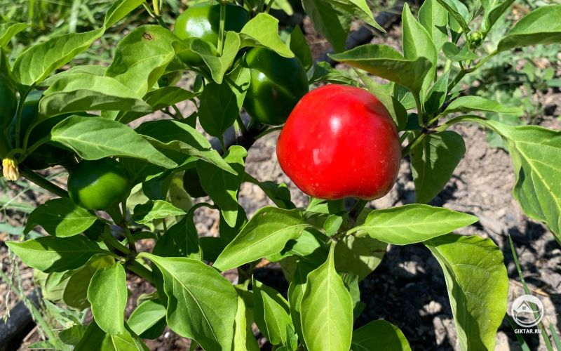 Острый перец Пименто Черри