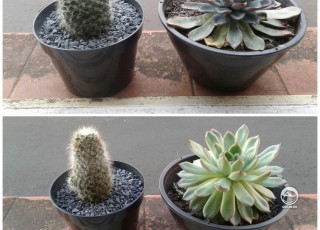 Мои кактусы - фото год назад и сейчас.