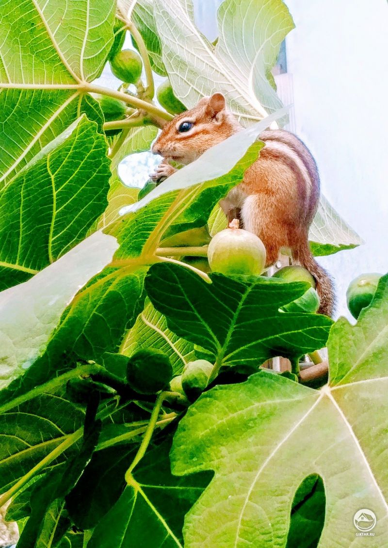 Вокруг нас кормятся множество миленьких созданий. Я не против кормить их.