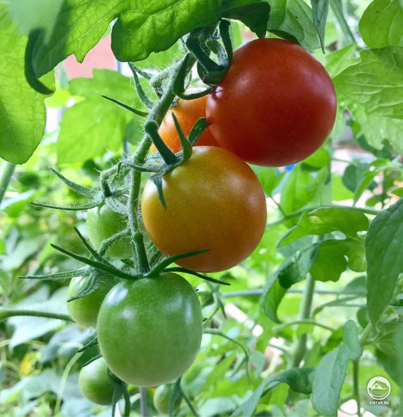 Вот такие помидоры у меня выросли