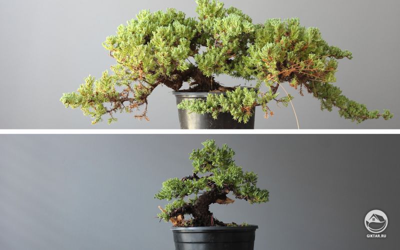 Можжевельник лежачий "Нана" в процессе