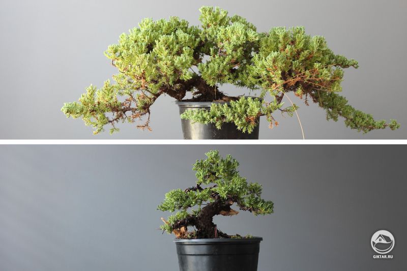 Можжевельник лежачий "Нана" в процессе