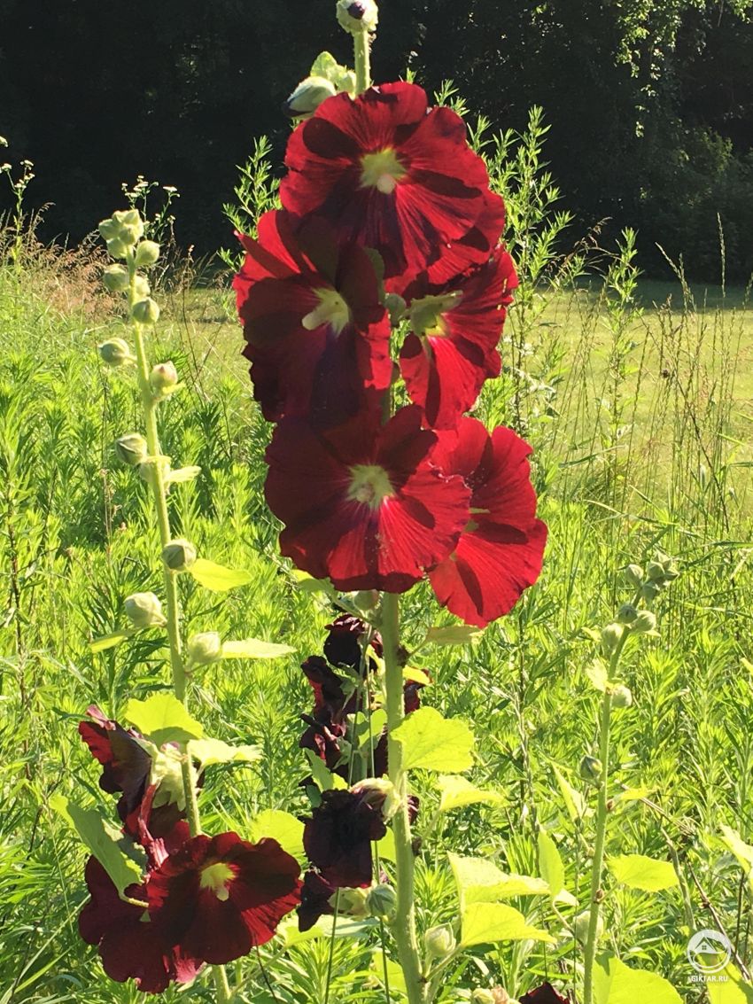 Кто-нибудь может опознать это растение для меня?