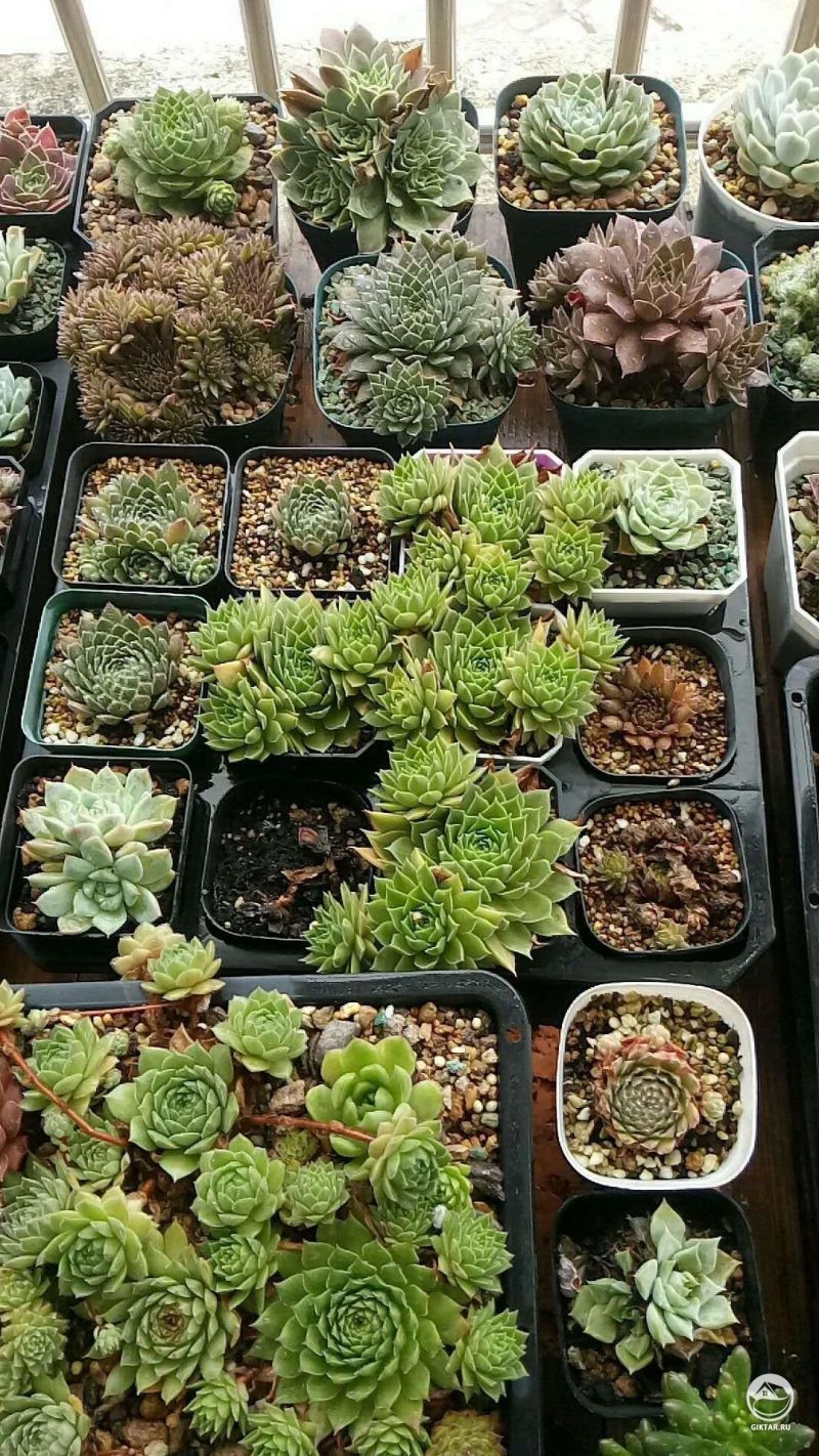 Коллекция : эхеверия и молодило.