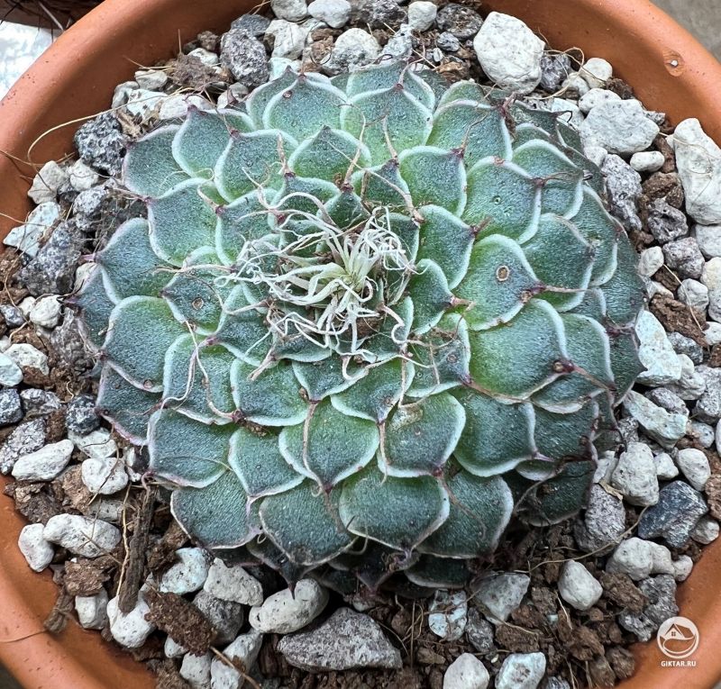 Граптопеталум (Граптоверия) нитеносный