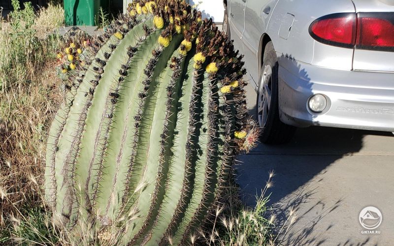 Огромный цветущий кактус