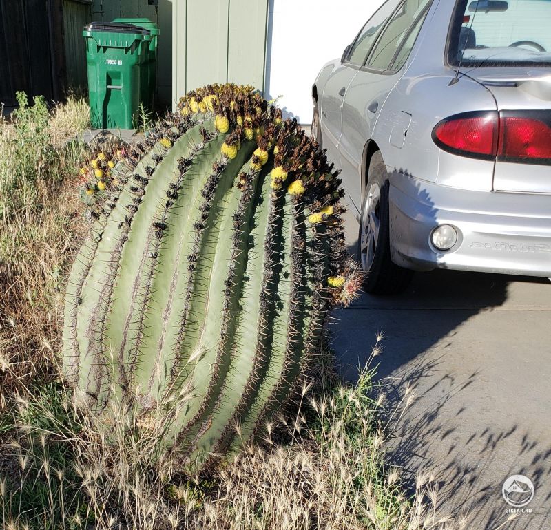 Огромный цветущий кактус