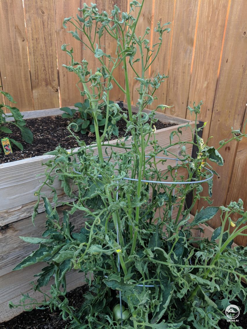 Помогите! Что с помидорами?