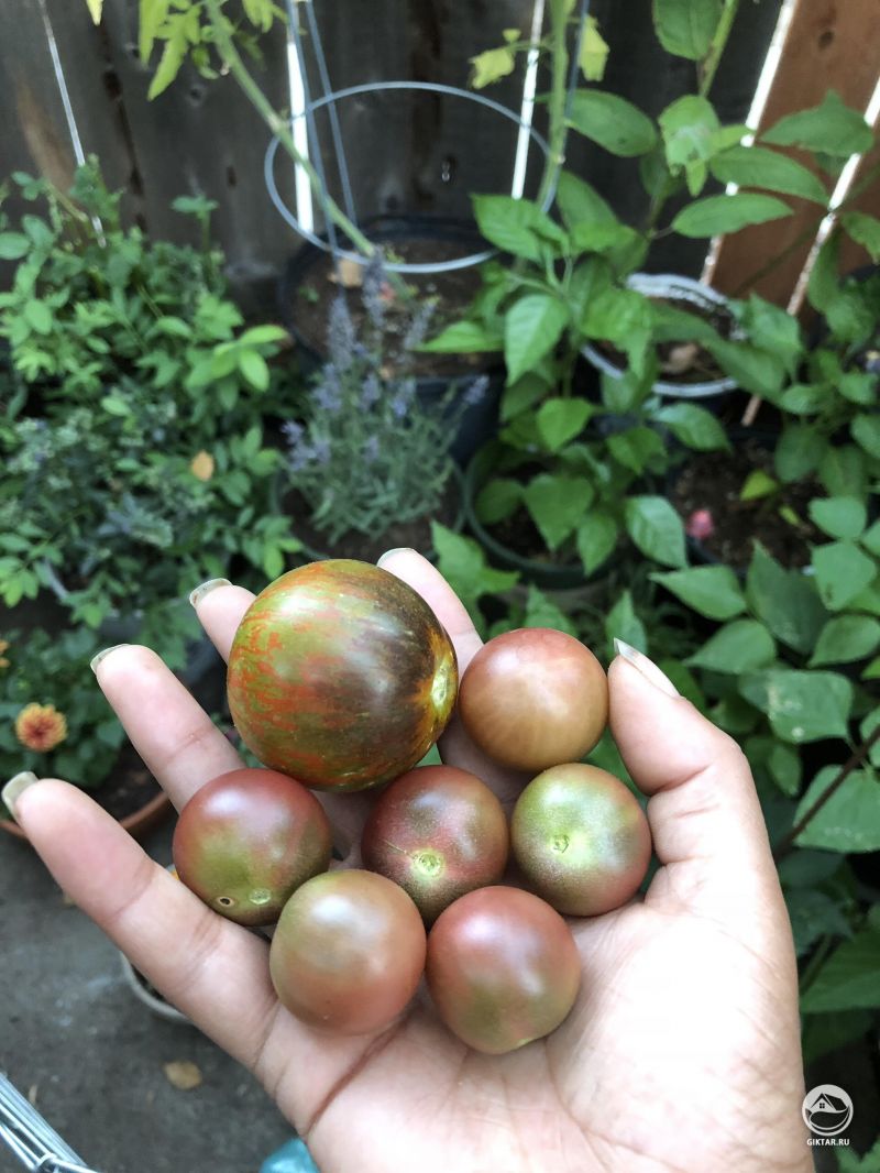 Первый урожай. Помидоры Черный Черри и "Cosmic Eclipse"