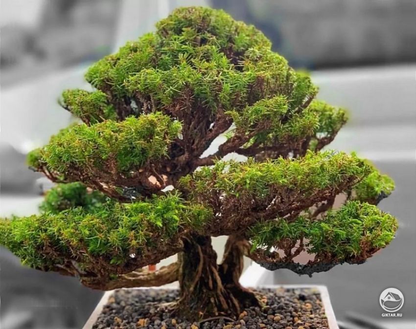 Криптомерия японская. Бонсай Криптомерия японская. Бонсай