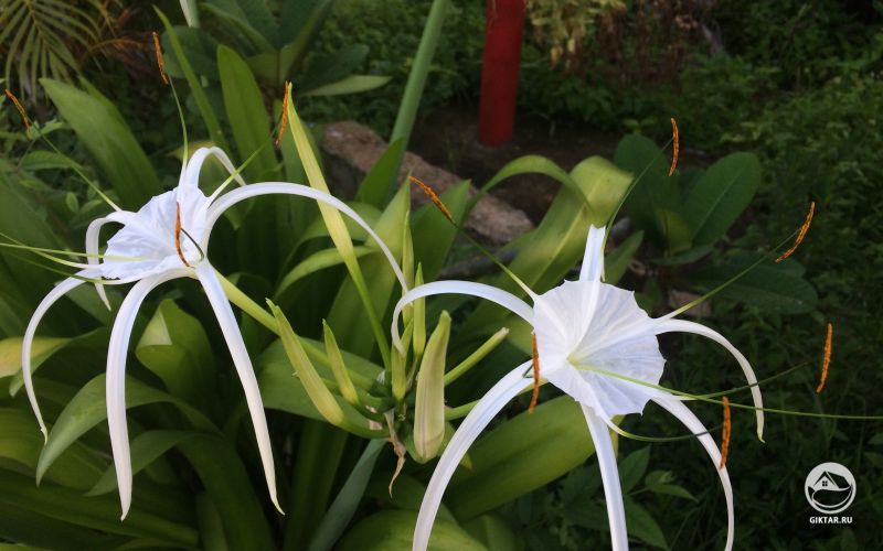 Ликорис лучистый