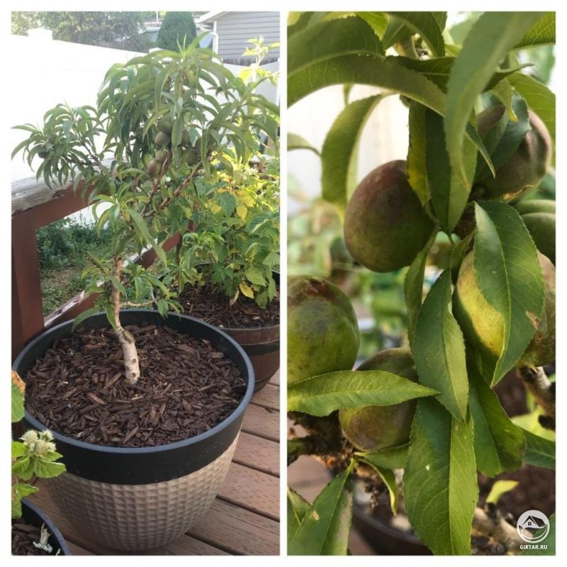 Мой маленький нектарин