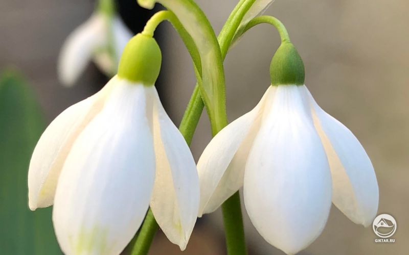Подснежники