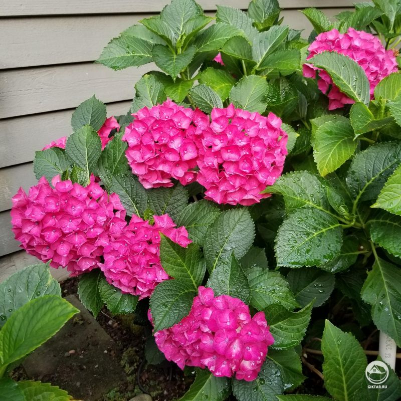 Гортензия сорт City Line