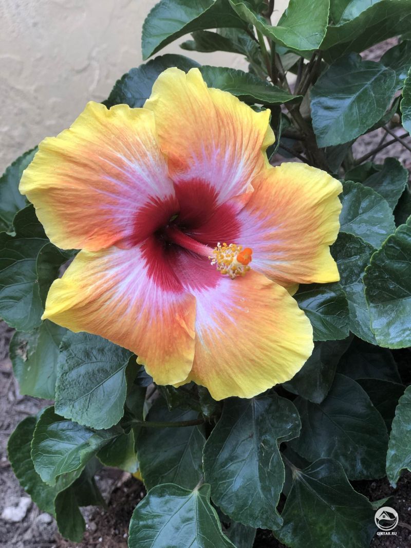 Впервые зацвел мой гибискус.