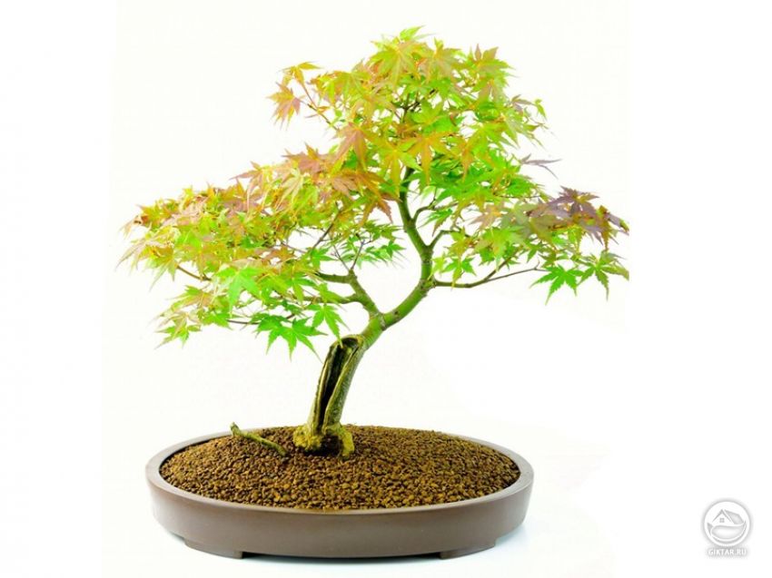 Дланевидный японский клен (Acer palmatum). Молодой бонсай.