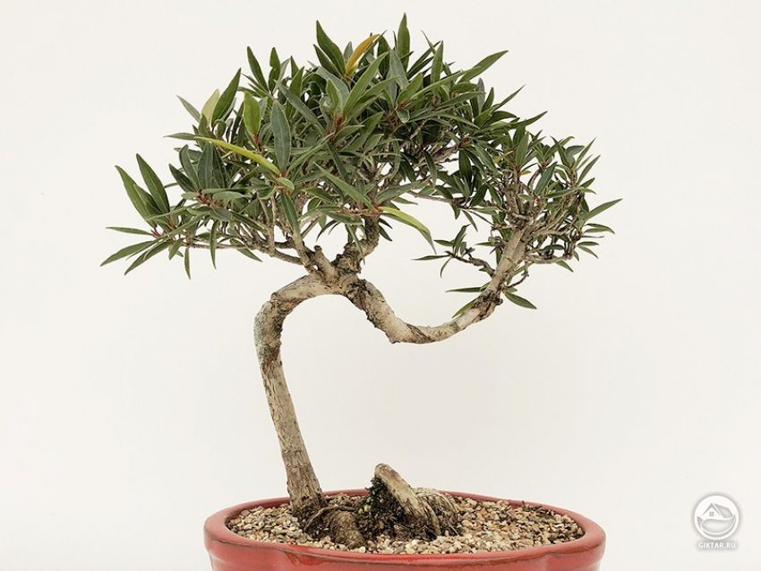 Ива. бонсай. Ива. бонсай.