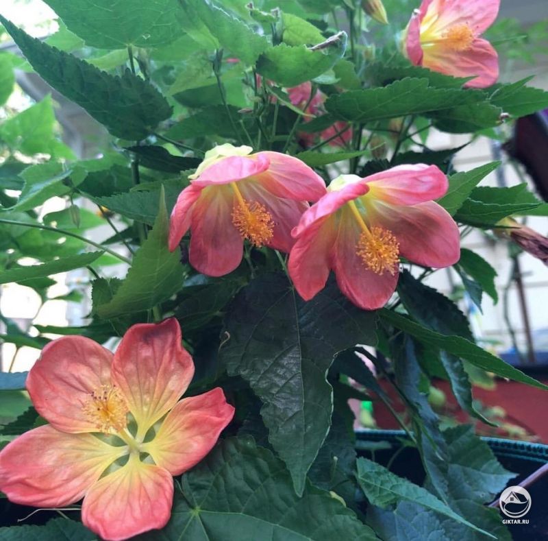 Мой Мандарин "Счастливый Фонарь" ! Обновленны кусочек сада в этом году.