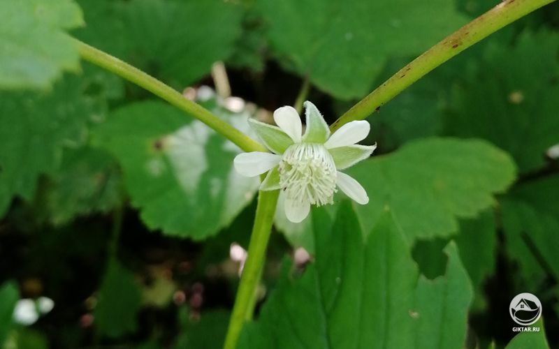 Цветок малины