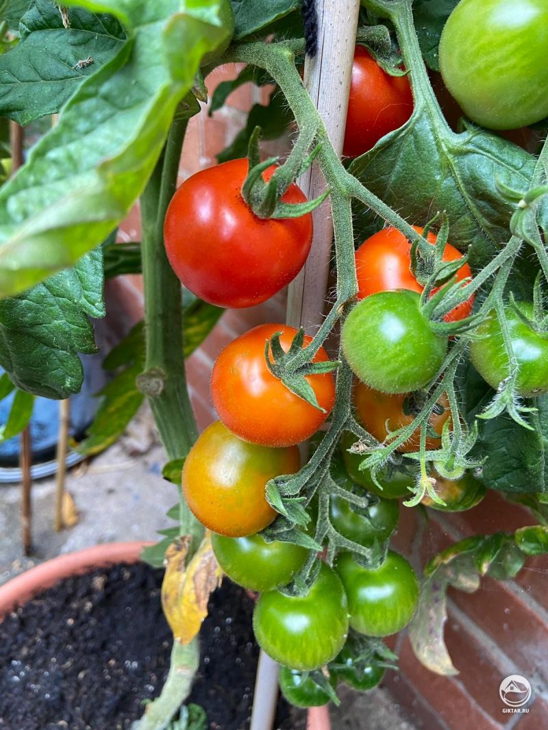 Начинают краснеть помидорки