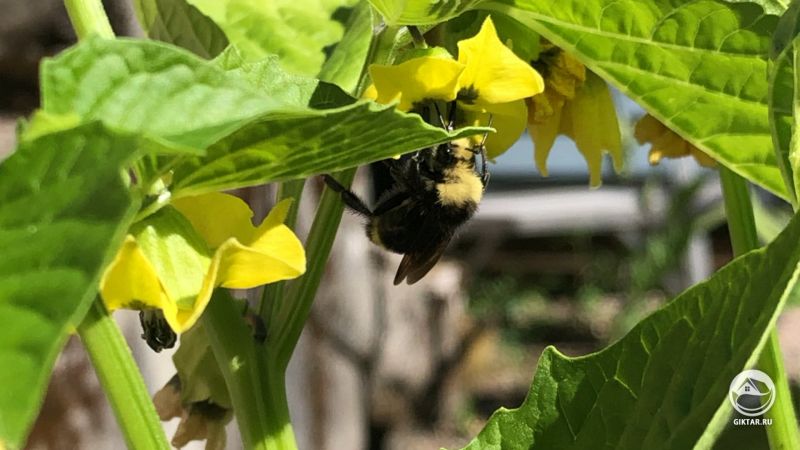 Шмель и физалис овощной