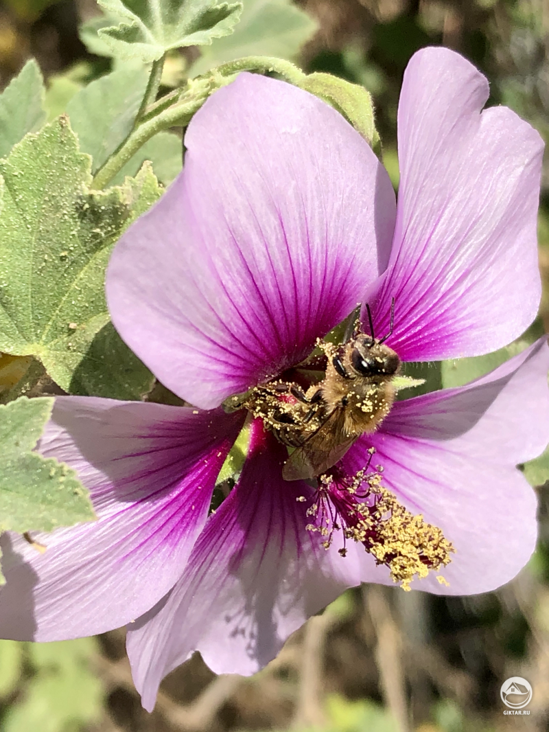 Пчела на цветке мальвы
