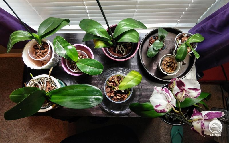 Моя маленькая орхидная ферма